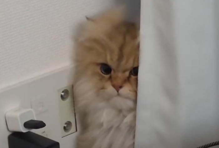 こちらの視線を向ける猫