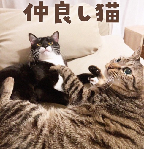 並んで寝そべる2匹の猫