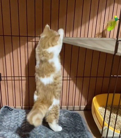 立ち上がる猫