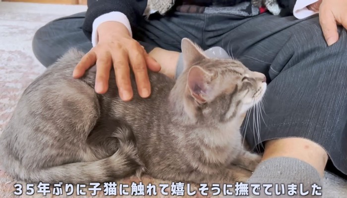 久しぶりに触る子猫に嬉しそうなご両親