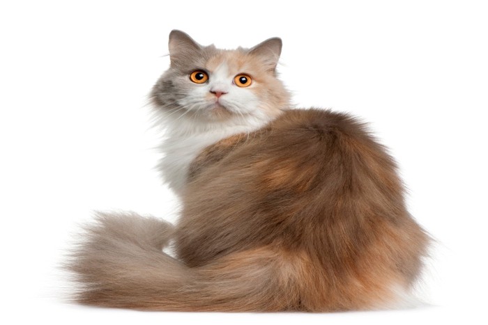 振り向く猫