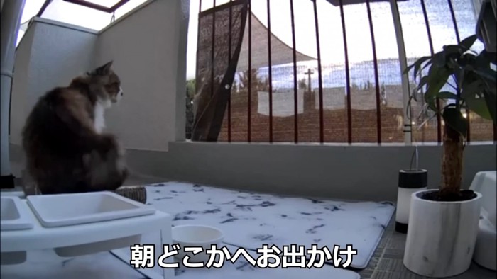 爪とぎに座る猫