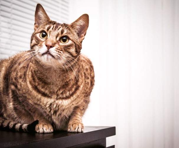 見上げるオシキャット