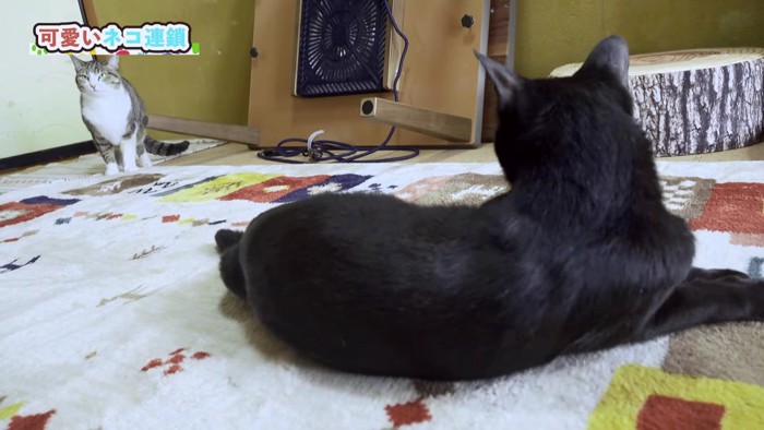 手前に黒猫、奥にキジシロ