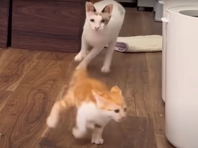 追いかけっこする猫たち