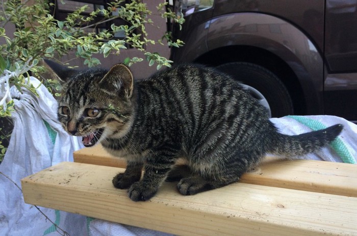 台の上で怒って鳴いている子猫