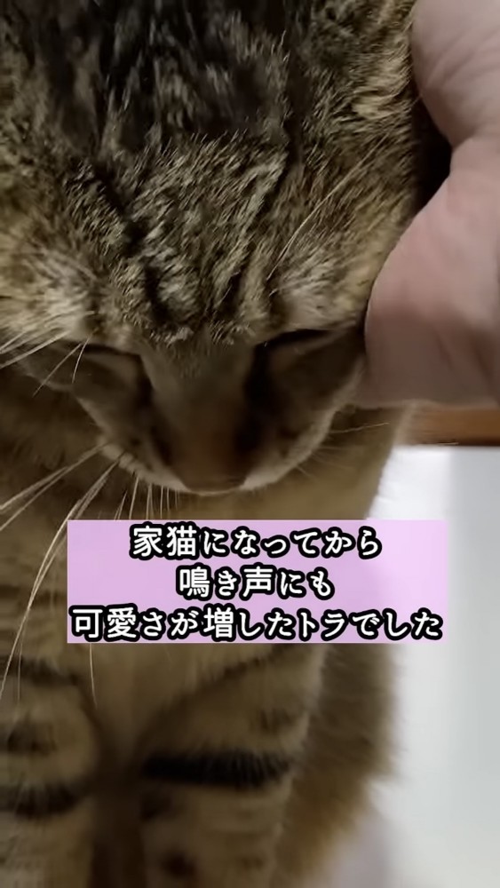 撫でられる猫