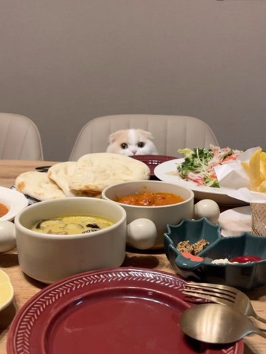 食卓につく猫