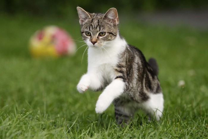 公園で遊ぶ猫