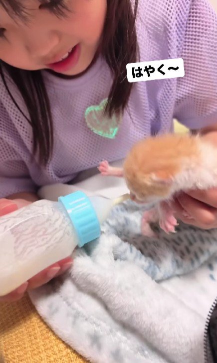 女の子と子猫