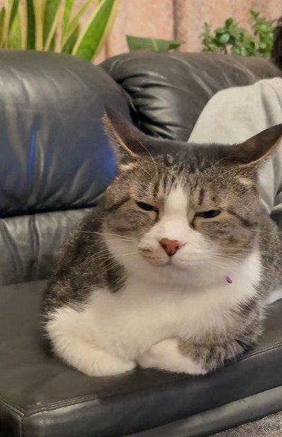 ソファに香箱座りする猫2