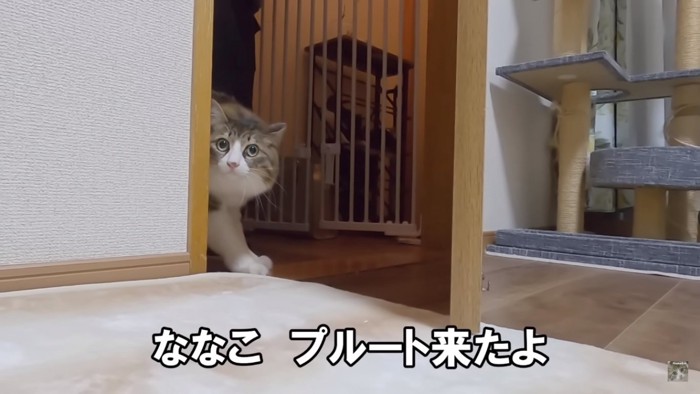 警戒気味の猫