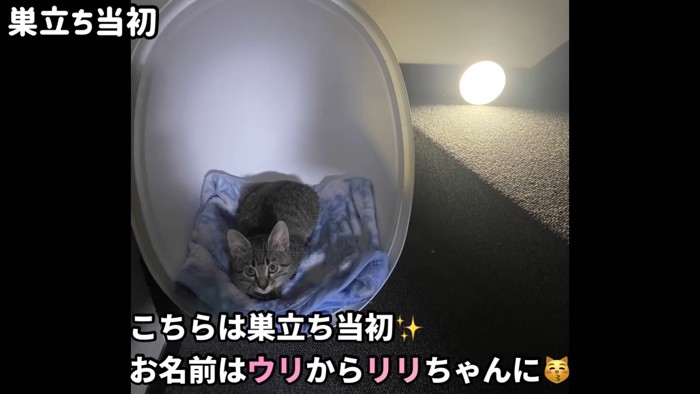 テロップ「こちらは巣立ち当初~」