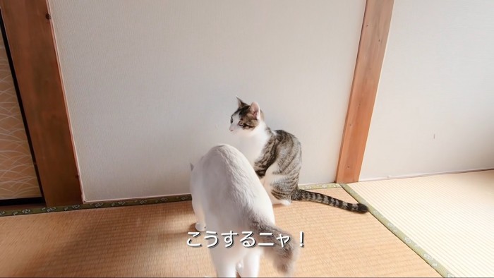 テロップ「こうするニャ！」