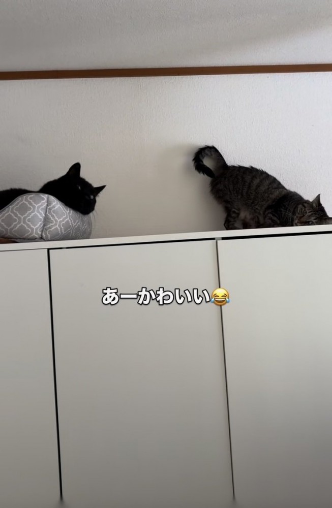お尻を上げて黒猫にアピールするキジトラ猫