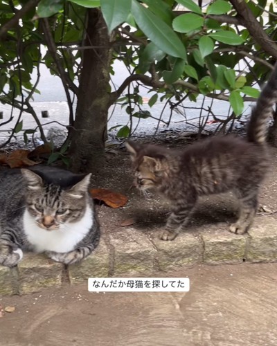 成猫の横にいる子猫