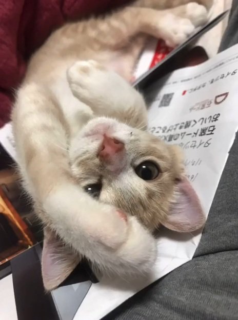 へそ天で寝転ぶ猫