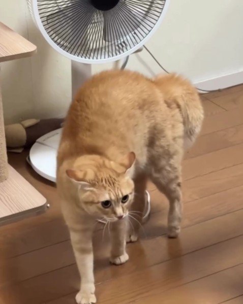 威嚇している猫