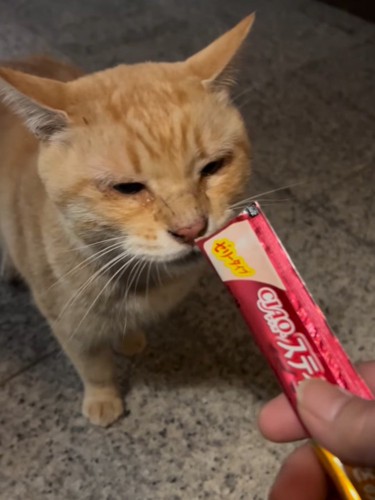 おやつを食べる猫