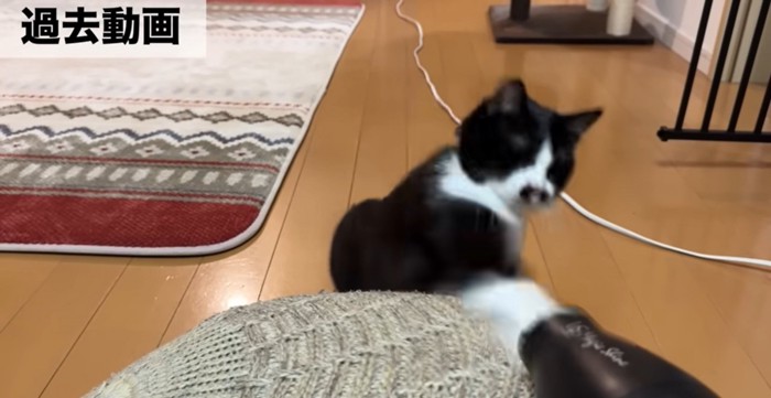 ドライヤーに攻撃する猫
