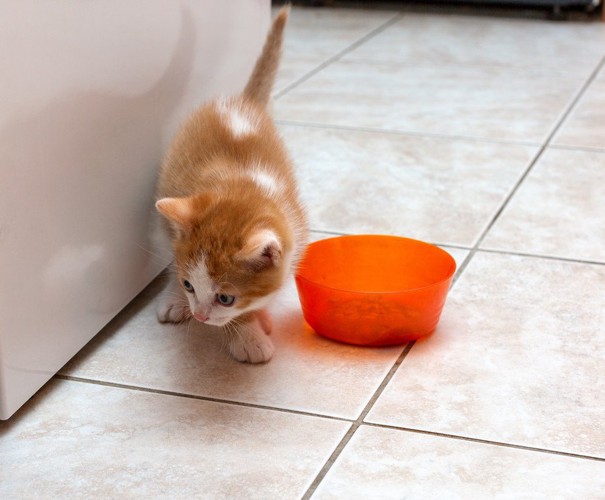 餌をよける猫