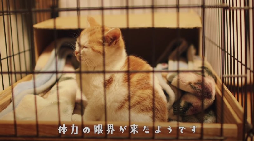 座ったまま寝る子猫