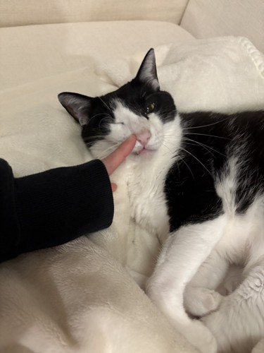 甘える猫