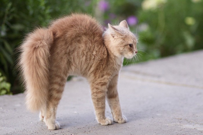 やんのかポーズの猫