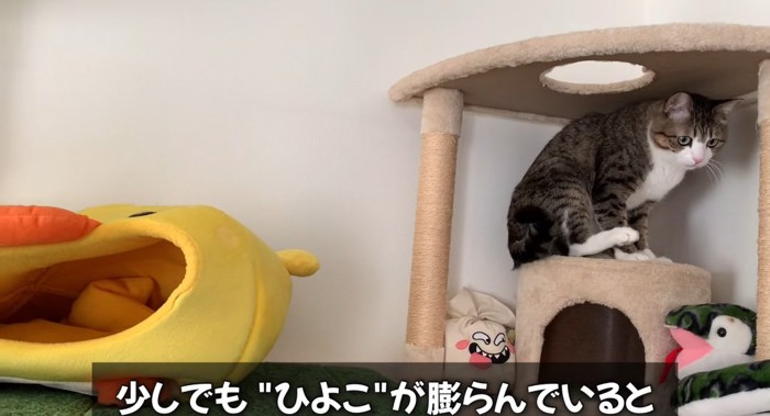 座っている猫