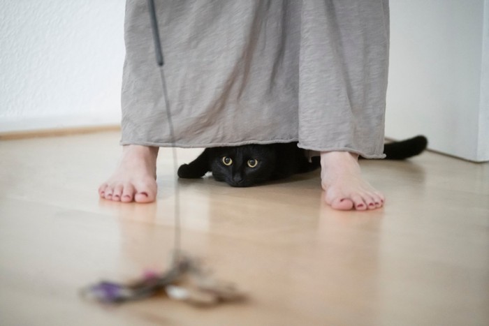 足元で遊ぶ猫