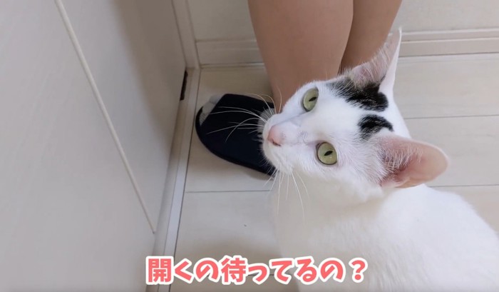 見上げる猫