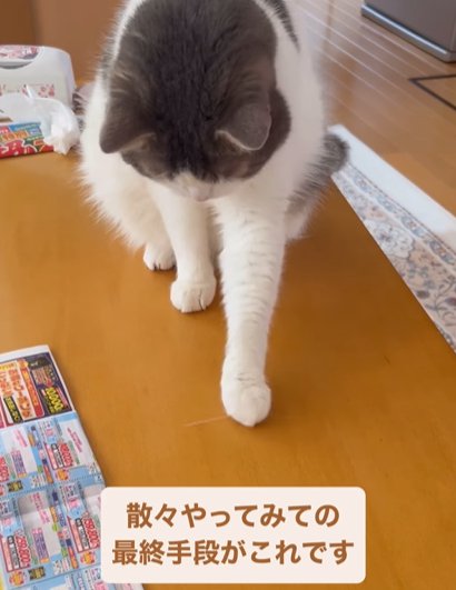 俯く猫(さんざんやってみての最終手段がこれです)