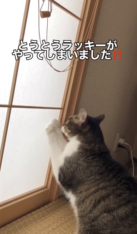 破れた障子を見つめる猫