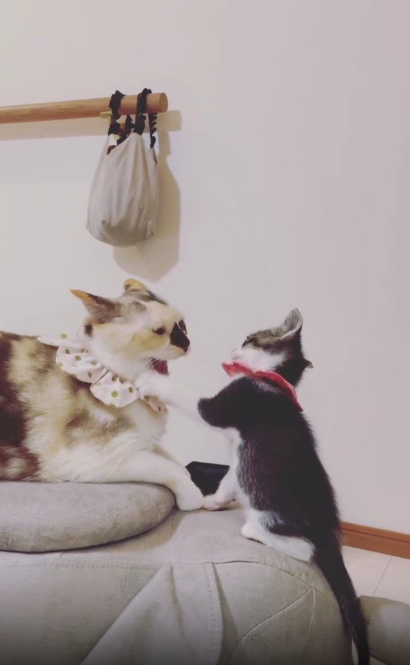 子猫にパンチされている猫