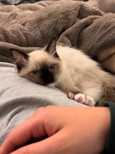 前足をグーパーする子猫