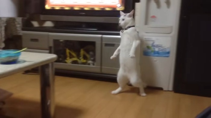 後ろに進む猫