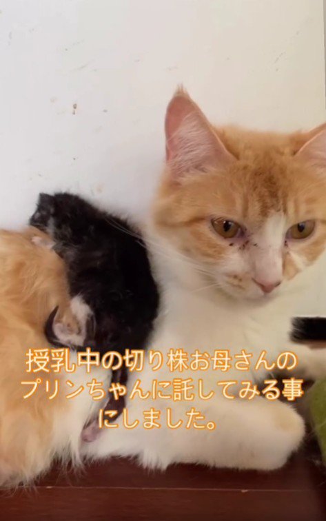 茶白猫の背にのった子猫