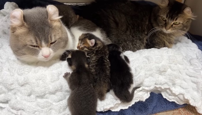 ベッドを登る子猫たち