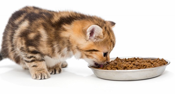 ドライフードを食べている子猫