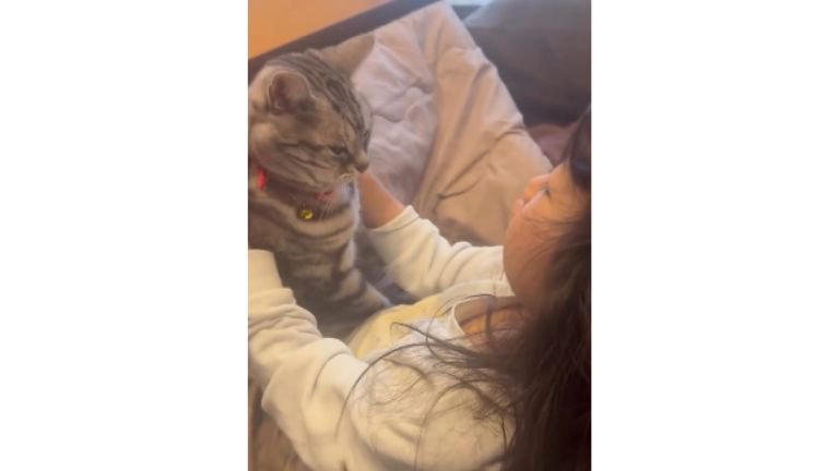 室内にいる猫