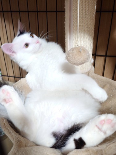 おっさん座りでハンモックから体がはみ出ている猫の姿