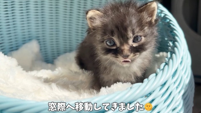 日向ぼっこをする赤ちゃん猫