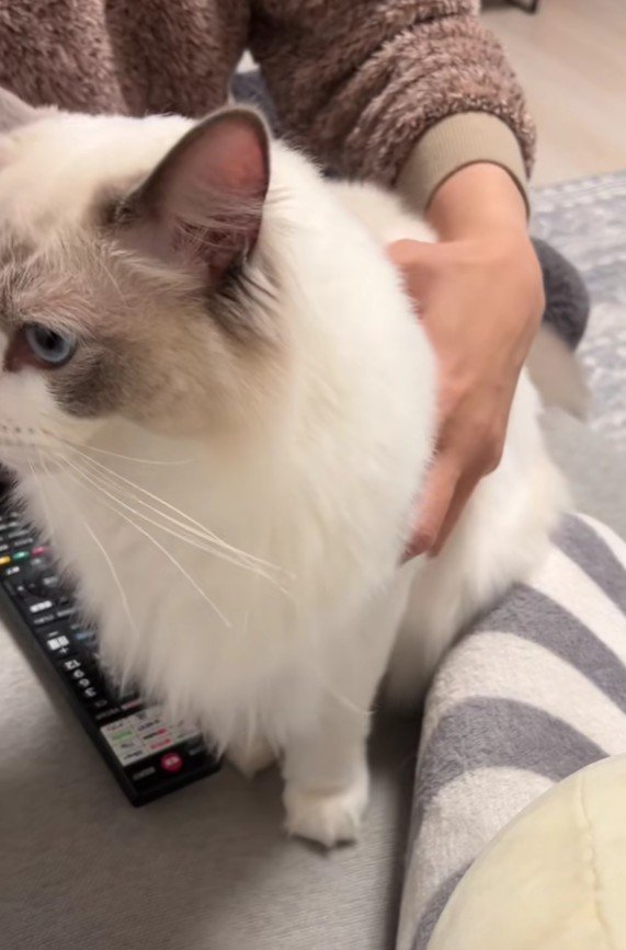 抱っこされる猫