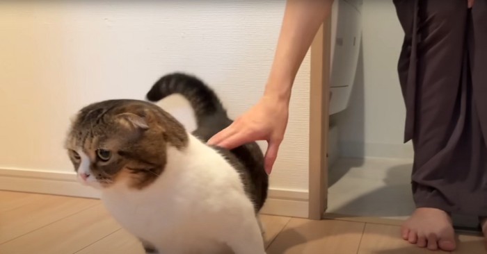 逃げる猫