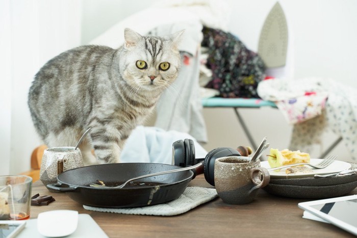 ちらかっているテーブルに乗る猫