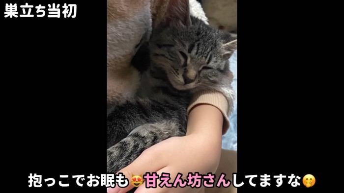 テロップ「抱っこでお眠も~」