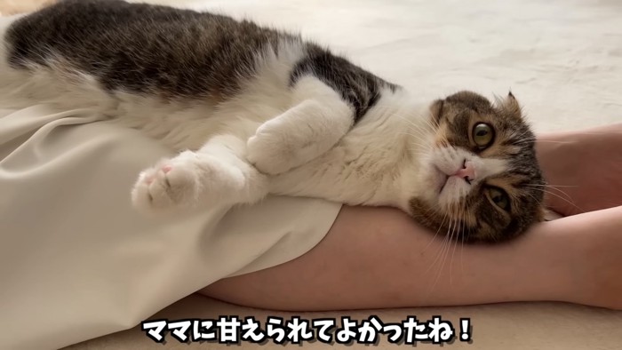 寝そべる猫