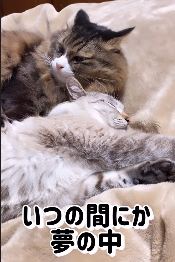 寄り添う2匹の猫