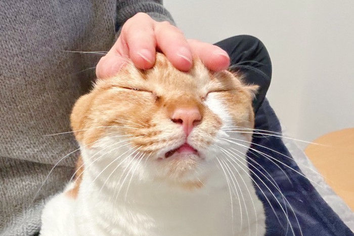 頭をなでられる猫