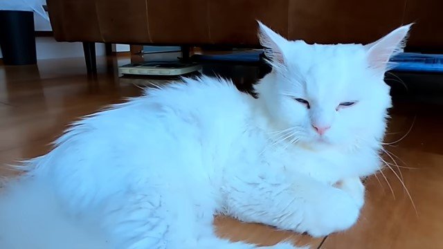 床の上で目を閉じる猫